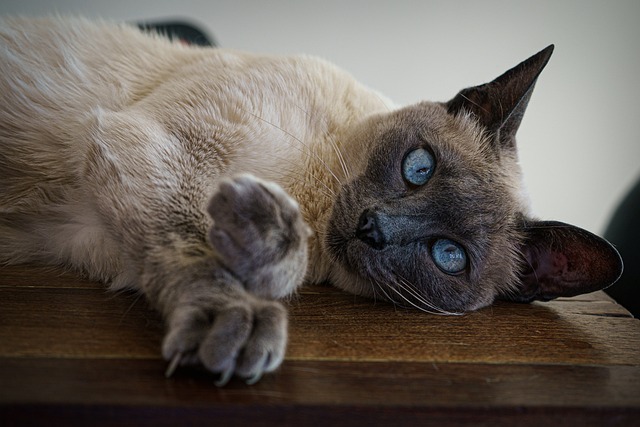 訓(xùn)練貓咪聽話，叫它名字就回應(yīng)，有啥好方法？